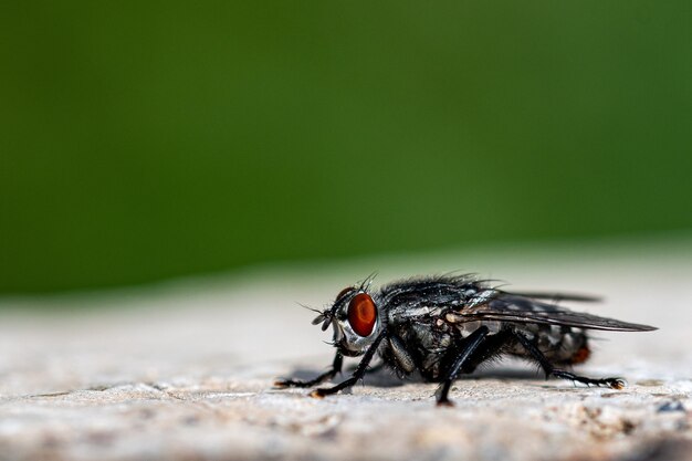 Close-up shot van een vlieg op het stenen oppervlak in het bos