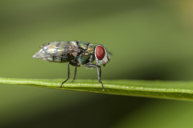 Close-up shot van een vlieg zittend op een blad met een groene onscherpe achtergrond