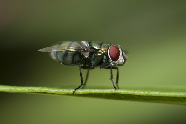 Close-up shot van een vlieg zittend op een blad met een groene onscherpe achtergrond