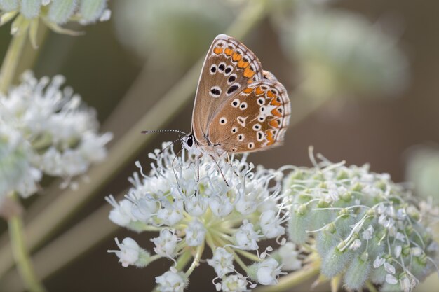 Close-up shot van een vlinder op een bloem in een bos