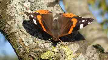 Gratis foto close-up shot van een vlinder zittend op een boomtak