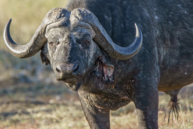 Close-up shot van een volwassen bizon met groen