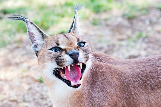 Close-up shot van een wilde Caracal met groene ogen