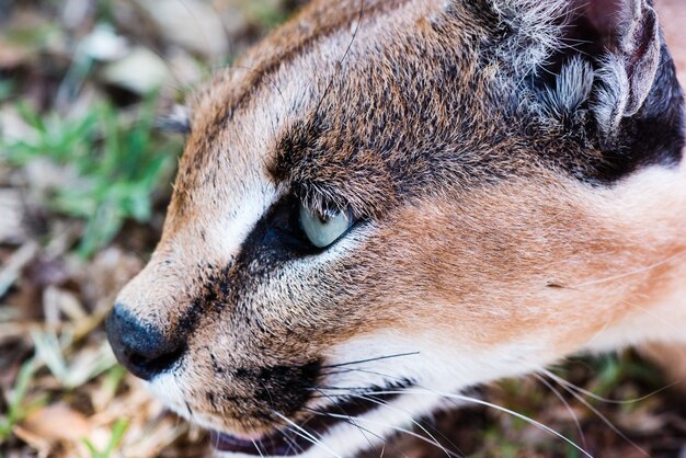 Close-up shot van een wilde Caracal met groene ogen