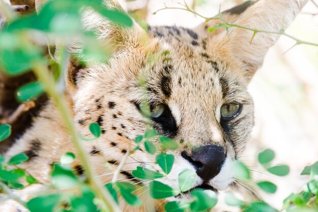 Close-up shot van een wilde Caracal met groene ogen