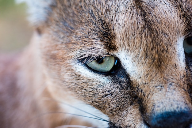 Close-up shot van een wilde Caracal met groene ogen