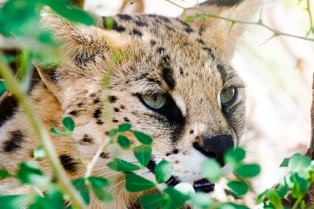 Close-up shot van een wilde Caracal met groene ogen