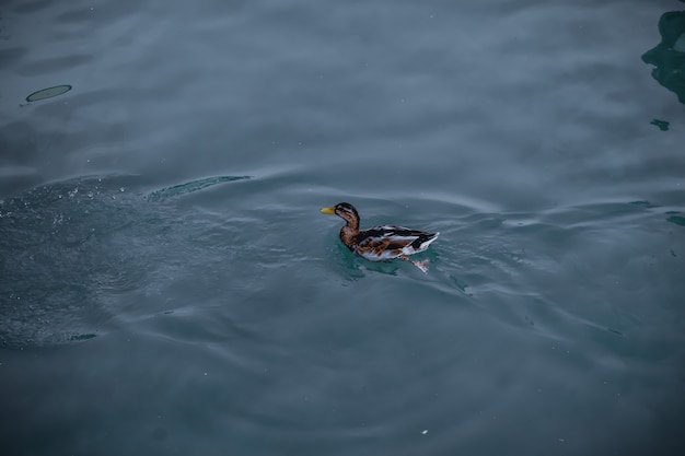 Close-up shot van een wilde eend in het meer