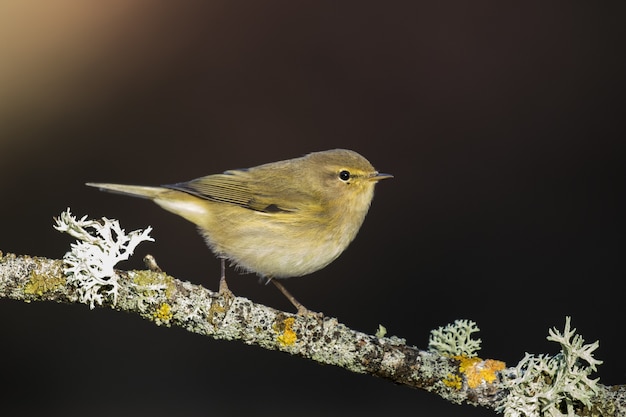 Gratis foto close-up shot van een winterkoninkje zat op een boomtak