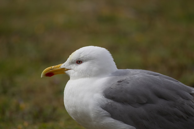 Close-up shot van een witte en grijze zeemeeuw