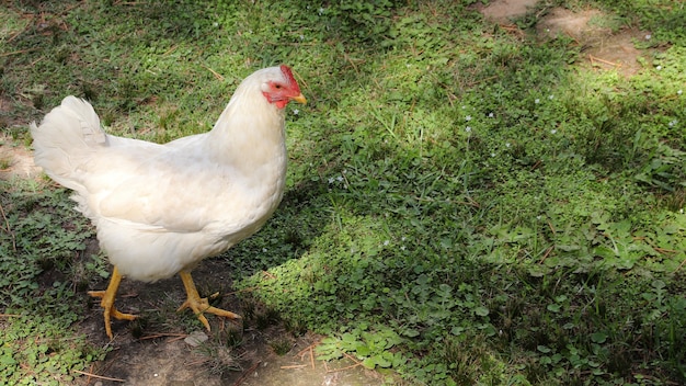 Close-up shot van een witte kip wandelen in een veld