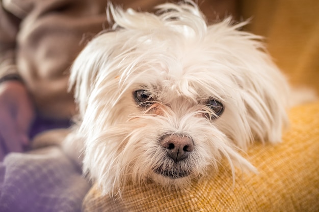 Close-up shot van een witte morkie hond op een onscherpe achtergrond