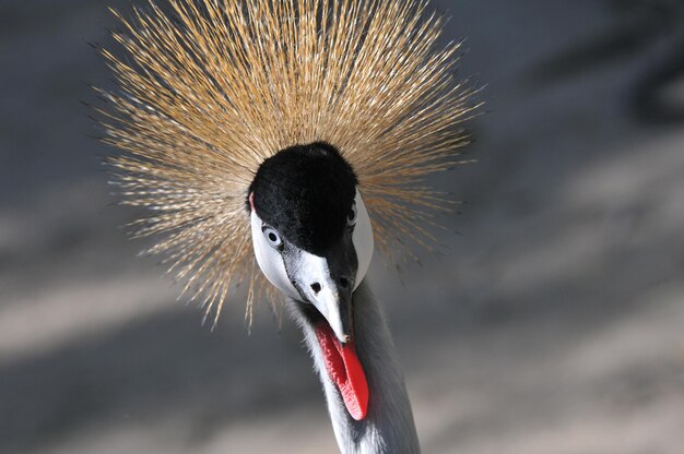 Close-up shot van een woest uitziende oosterse gekroonde kraan in de dierentuin