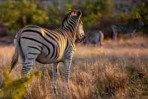 Gratis foto close-up shot van een zebra in een jungle