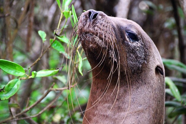 Close-up shot van een zeeleeuw op de Galapagos-eilanden