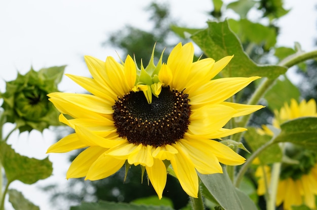 Gratis foto close-up shot van een zonnebloem met gele bloemblaadjes