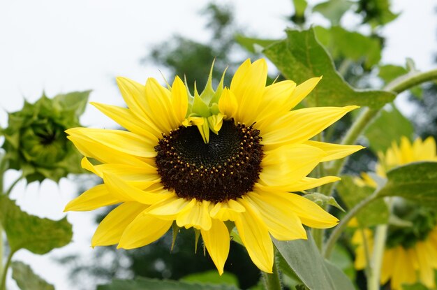 Close-up shot van een zonnebloem met gele bloemblaadjes