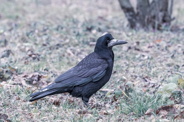 Close-up shot van een zwarte kraai staande op het groene gras