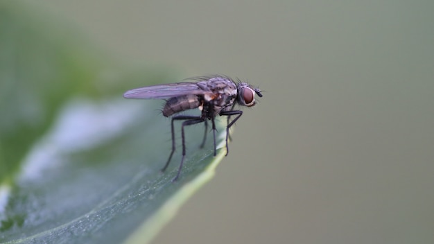 Close-up shot van een zwarte vlieg op een groen blad met een gat erin