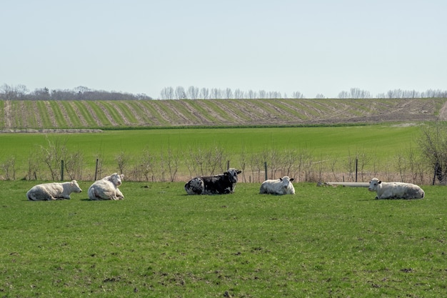 Close-up shot van fice koeien rusten in een groen veld met velden en bomen