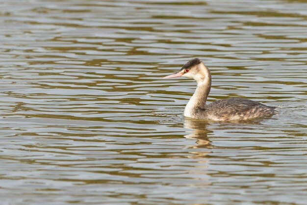 Close-up shot van fuut die op een water zwemt