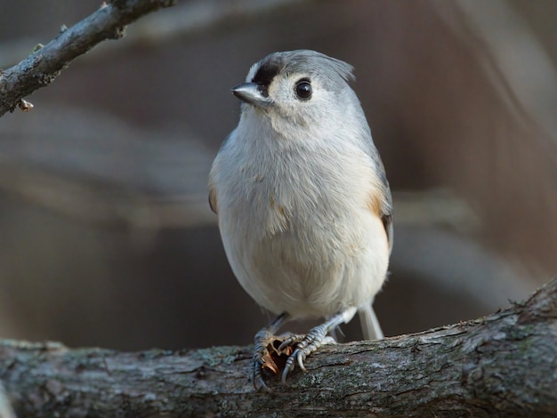 Gratis foto close-up shot van getufte mees