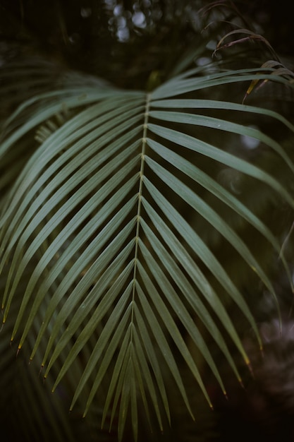 Close-up shot van groen palmboomblad met dark