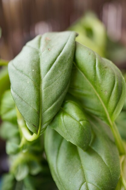 Close-up shot van groene bladeren van een plant