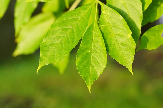 Close-up shot van groene verse bladeren op een onscherpe achtergrond