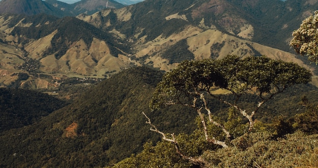 Close-up shot van grote bomen op een heuvel omgeven door bergen in Rio de Janeiro