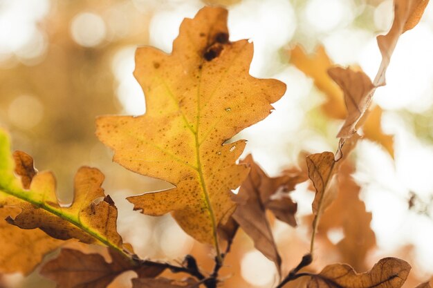 Close-up shot van herfstbladeren op onscherpe achtergrond