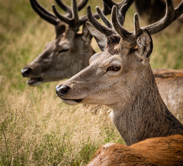 Close-up shot van het hoofd van een mannelijke eland naast een andere