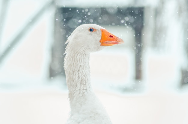 Close-up shot van het hoofd van een schattige gans met de wazige sneeuwvlok