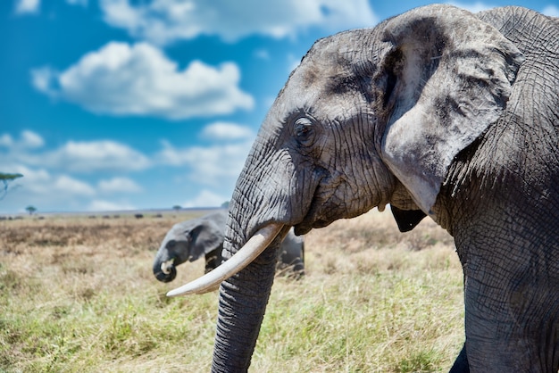 Close-up shot van het hoofd van een schattige olifant in de wildernis