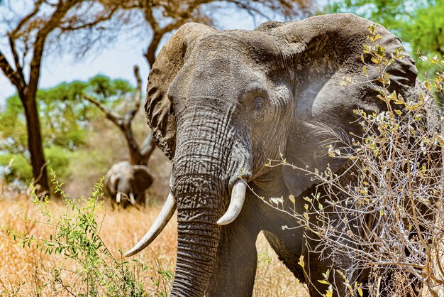 Close-up shot van het hoofd van een schattige olifant in de wildernis