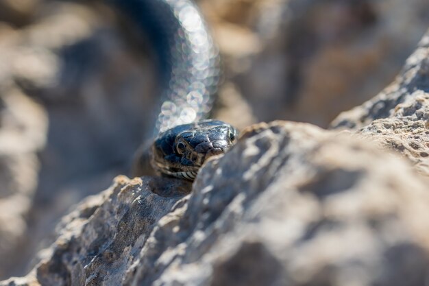 Close-up shot van het hoofd van een volwassen Black Western Whip Snake