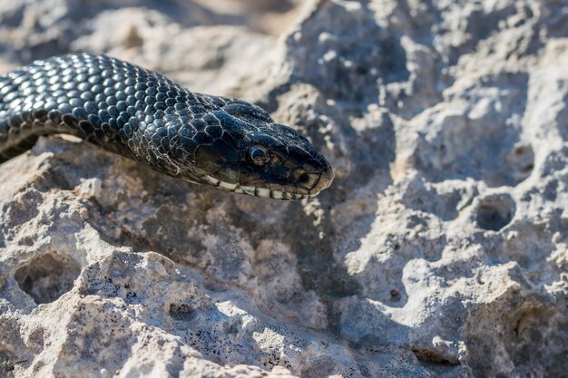 Close-up shot van het hoofd van een volwassen Black Western Whip Snake