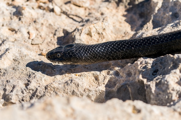 Gratis foto close-up shot van het hoofd van een volwassen western whip snake
