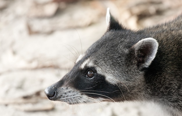 Close-up shot van het hoofd van een wasbeer in Costa Rica