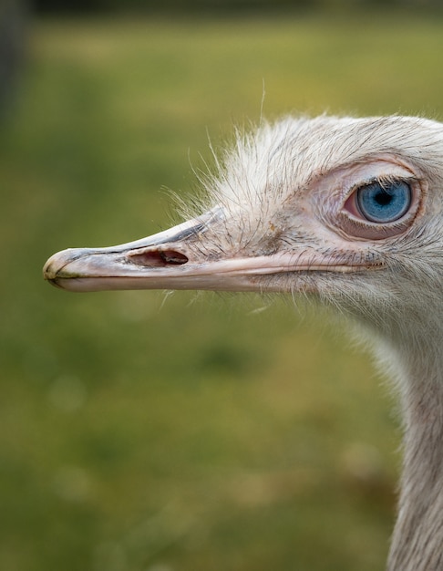 Close-up shot van het hoofd van een witte struisvogel