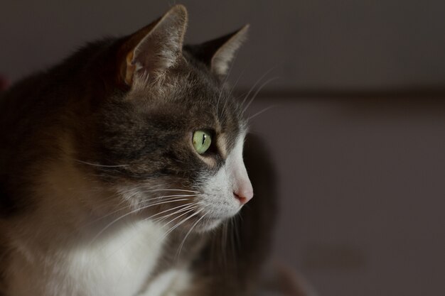 Close-up shot van het hoofd van een zwart-witte kat met groene ogen