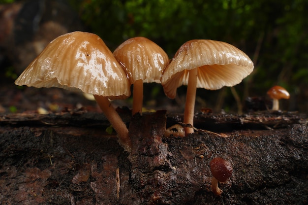 Close-up shot van het kweken van paddenstoelen in het bos overdag