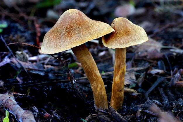 Close-up shot van het kweken van paddenstoelen in het bos overdag