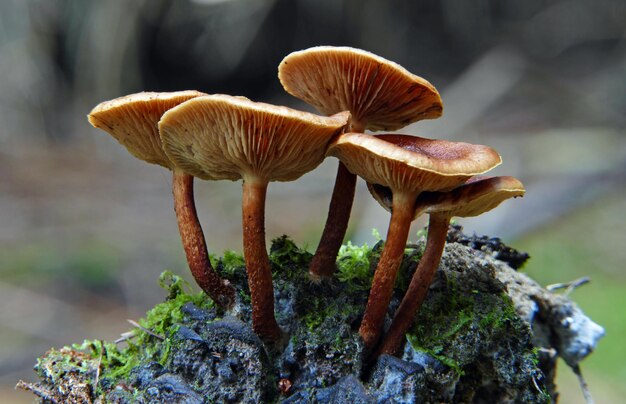 Close-up shot van het kweken van paddenstoelen in het bos overdag