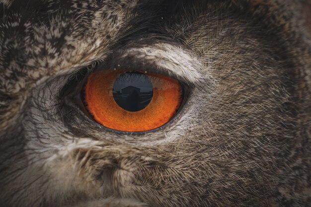 Close-up shot van het oog van een Euraziatische oehoe overdag