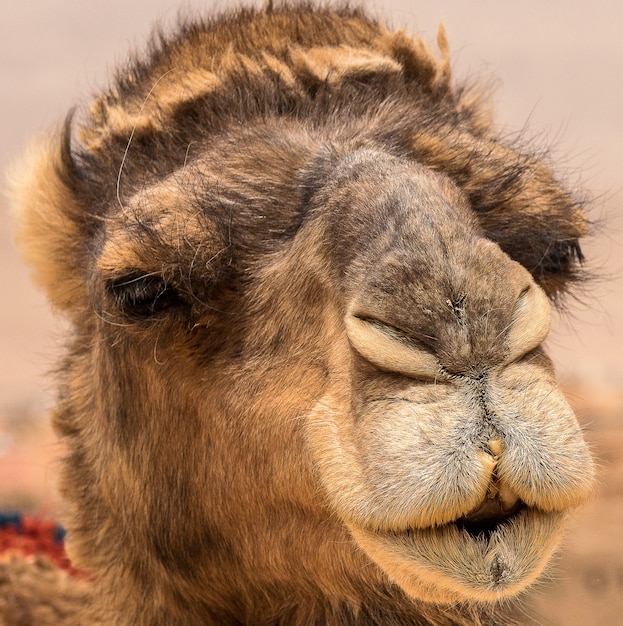 Close-up shot van het schattige gezicht van een kameel
