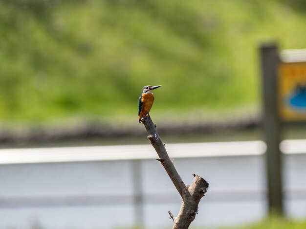 Close-up shot van ijsvogel neergestreken op een boomtak