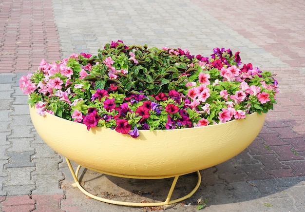 Gratis foto close-up shot van kleurrijke petunia's in een grote pot in een park