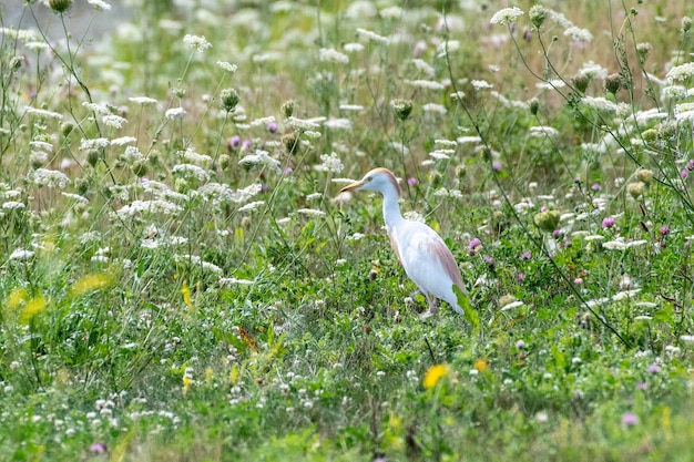 Close-up shot van Koereiger