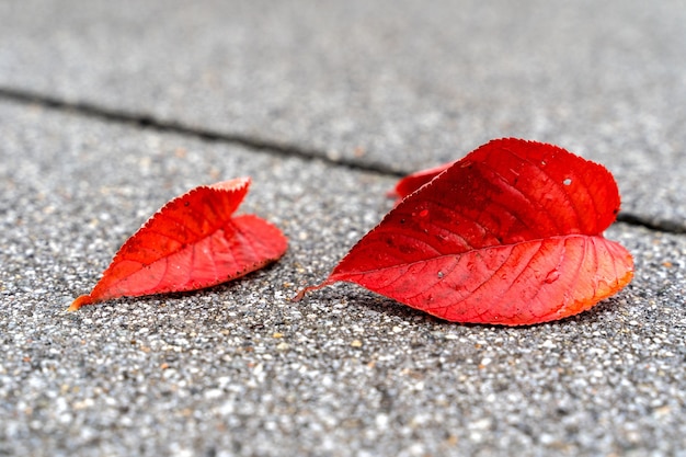Close-up shot van levendige rode herfstbladeren op de vloer